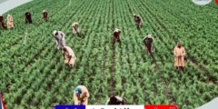 العمل في الفلاحة في فرنسا 2025: الشروط والرواتب وعقد العمل الموسمي